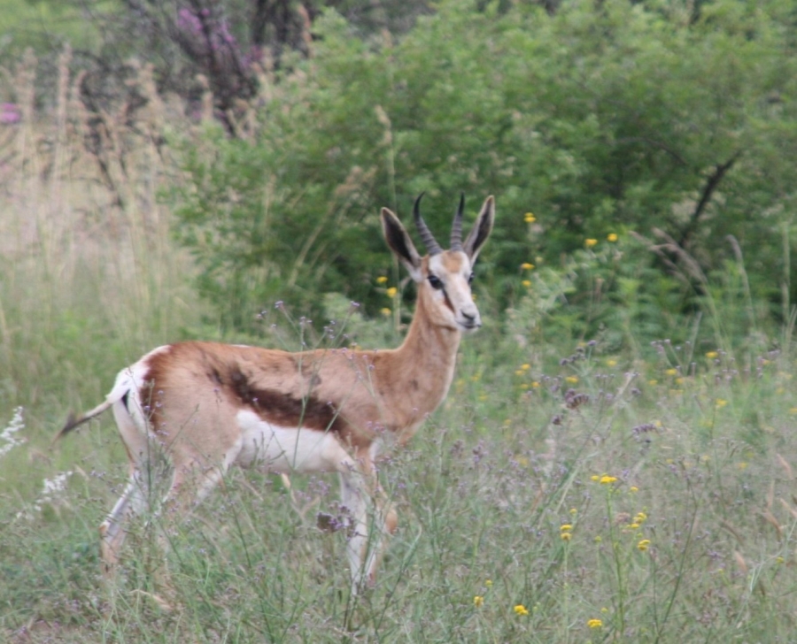 Commercial Property for Sale in La Camargue Private Country Estate North West